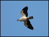 pied_imperial-pigeon_60749