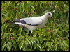 Click here to enter gallery and see photos of Torresian Imperial Pigeon