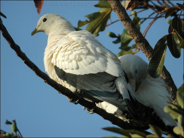 Torresian Imperial Pigeon pied_imperial-pigeon_12473.jpg
