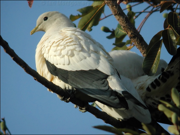 Torresian Imperial Pigeon pied_imperial-pigeon_12474.jpg