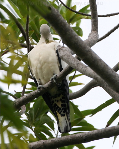 Torresian Imperial Pigeon pied_imperial-pigeon_60735.jpg
