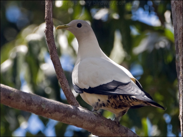 Torresian Imperial Pigeon torres_imp_pigeon_169991.psd