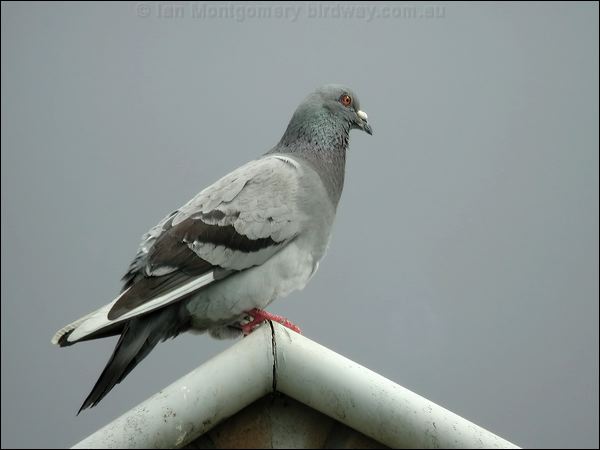 Rock Dove (Feral Pigeon) rock_dove_04187.jpg