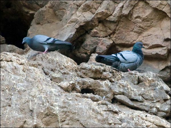 Rock Dove (Feral Pigeon) rock_dove_162299.psd