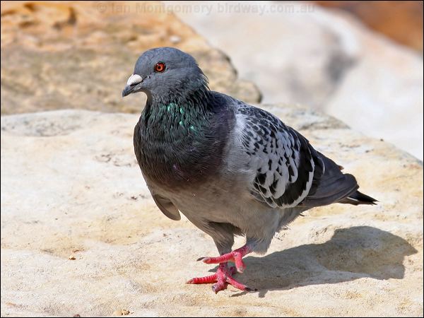 Rock Dove (Feral Pigeon) rock_dove_47872.jpg