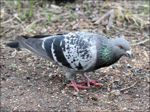 Rock Dove (Feral Pigeon) rock_dove_47878.jpg