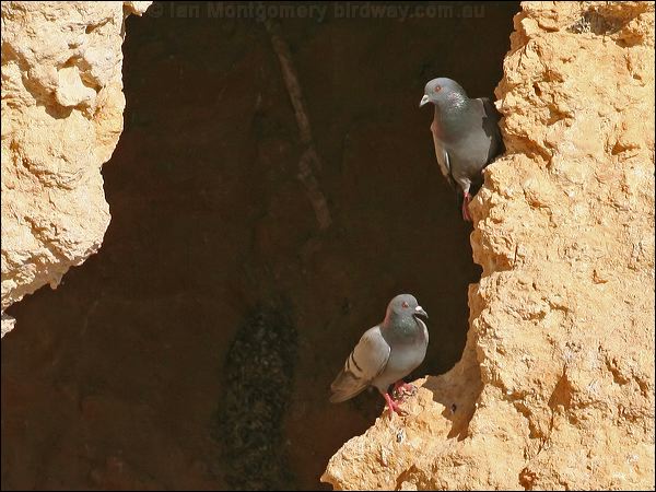 Rock Dove (Feral Pigeon) rock_dove_54276.jpg