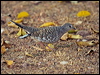 Click here to enter gallery and see photos of Scaled Dove