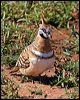 spinifex_pigeon_00468
