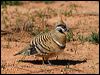 spinifex_pigeon_00489