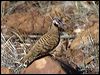 spinifex_pigeon_10176