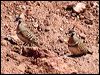 spinifex_pigeon_41724