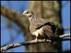 spotted_dove_05791