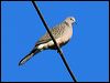 spotted_dove_105415
