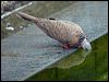 spotted_dove_142327