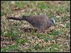 spotted_dove_165313