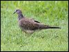 spotted_dove_44622