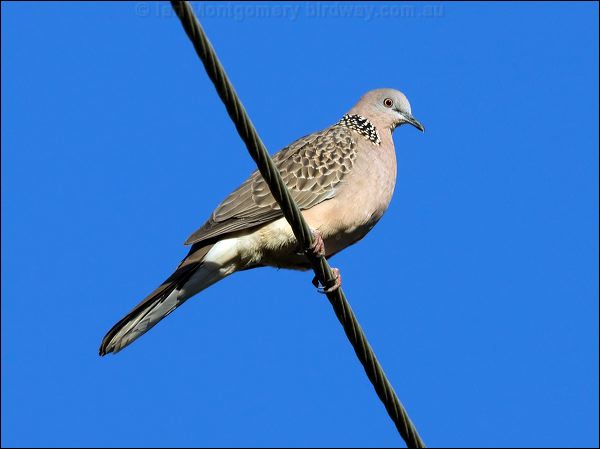 Spotted Dove spotted_dove_105415.psd