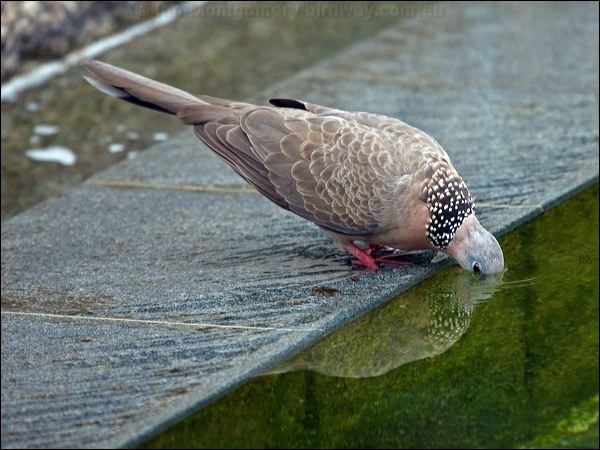 Spotted Dove spotted_dove_142327.psd