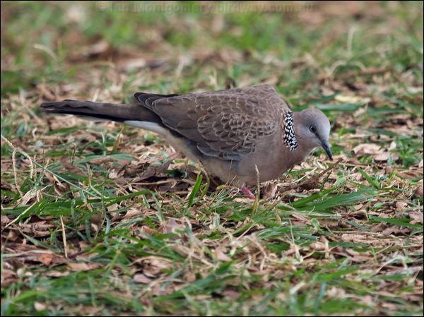 Spotted Dove spotted_dove_165313.psd