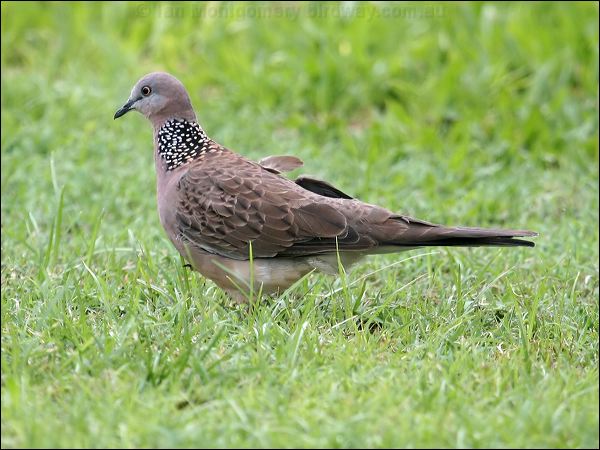 Spotted Dove spotted_dove_44622.jpg