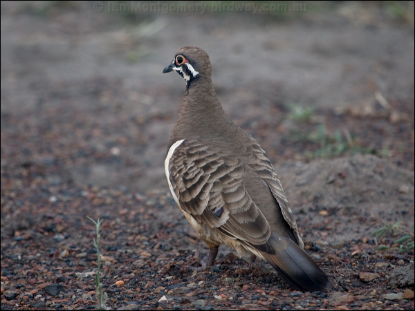 Squatter Pigeon squatter_pigeon_186410.psd