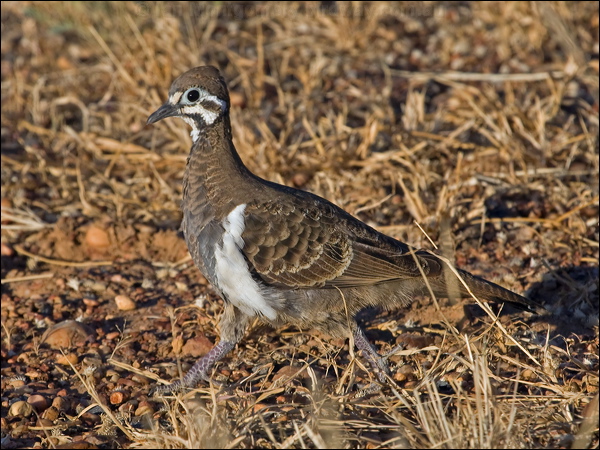 Squatter Pigeon squatter_pigeon_187112.psd