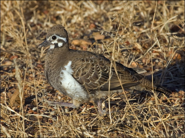 Squatter Pigeon squatter_pigeon_187116.psd