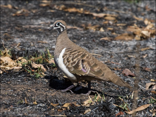 Squatter Pigeon squatter_pigeon_90571.psd