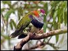 Click here to enter gallery and see photos of Superb Fruit Dove