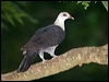Click here to enter gallery and see photos of White-headed Pigeon