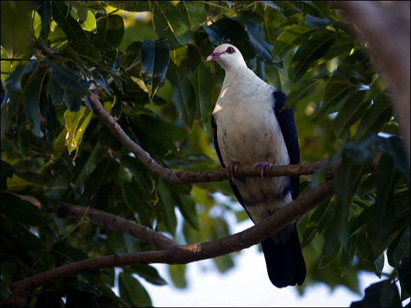 White-headed Pigeon white_head_pigeon_116072.psd
