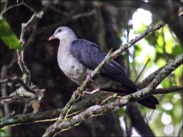 White-headed Pigeon white_headed_pigeon_30187.jpg