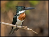 Click here to enter gallery and see photos/pictures/images of Amazon Kingfisher