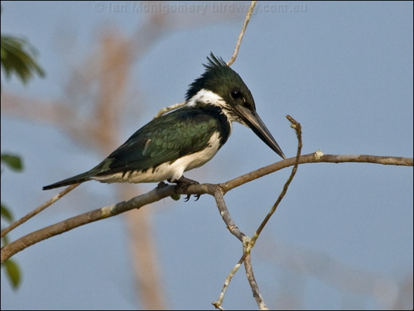 Amazon Kingfisher amazon_kingfisher_202693.psd