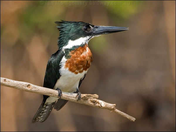 Amazon Kingfisher amazon_kingfisher_205356.psd
