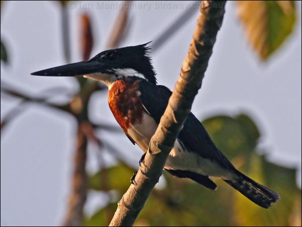 Amazon Kingfisher amazon_kingfisher_27086.psd