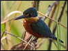 Click here to enter gallery and see photos/pictures/images of American Pygmy Kingfisher