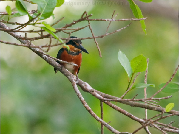 American Pygmy Kingfisher am_pygmy_kingfisher_204753.psd