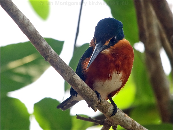 American Pygmy Kingfisher am_pygmy_kingfisher_206093.psd