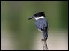 Click here to enter gallery and see photos/pictures/images of Belted Kingfisher