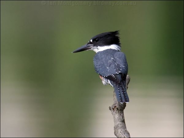 Belted Kingfisher belted_kingfisher_69789.psd