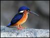 Click here to enter gallery and see photos/pictures/images of Blue-eared Kingfisher