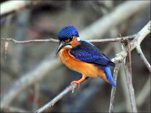 Blue-eared Kingfisher blue_ear_kingfisher_48924.psd