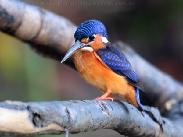 Blue-eared Kingfisher blue_ear_kingfisher_48937.psd