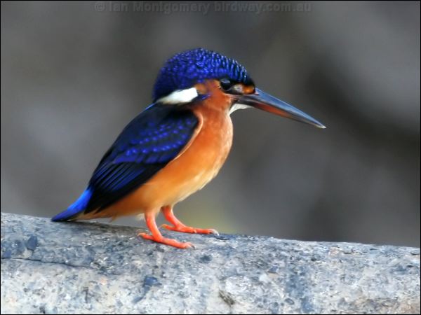 Blue-eared Kingfisher blue_ear_kingfisher_48949.psd