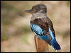 bluewing_kookaburra_182318