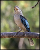 bluewingedkookaburra_11547