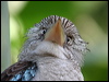 bluewingedkookaburra_20472
