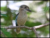 bluewingedkookaburra_62800